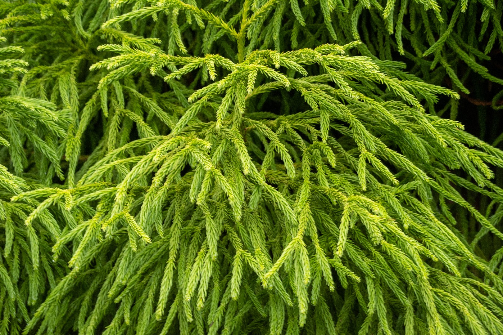 Cryptomeria Japonica Spiralis Picturethis