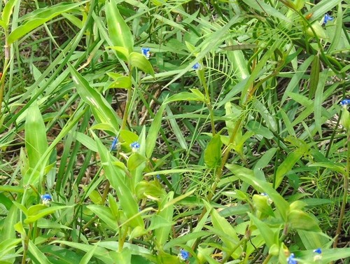 Hierba De Santa Luc A Commelina Erecta Picturethis