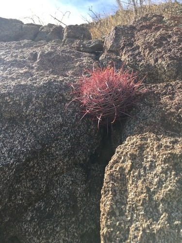 Biznaga Barril De Baja California Ferocactus Cylindraceus PictureThis