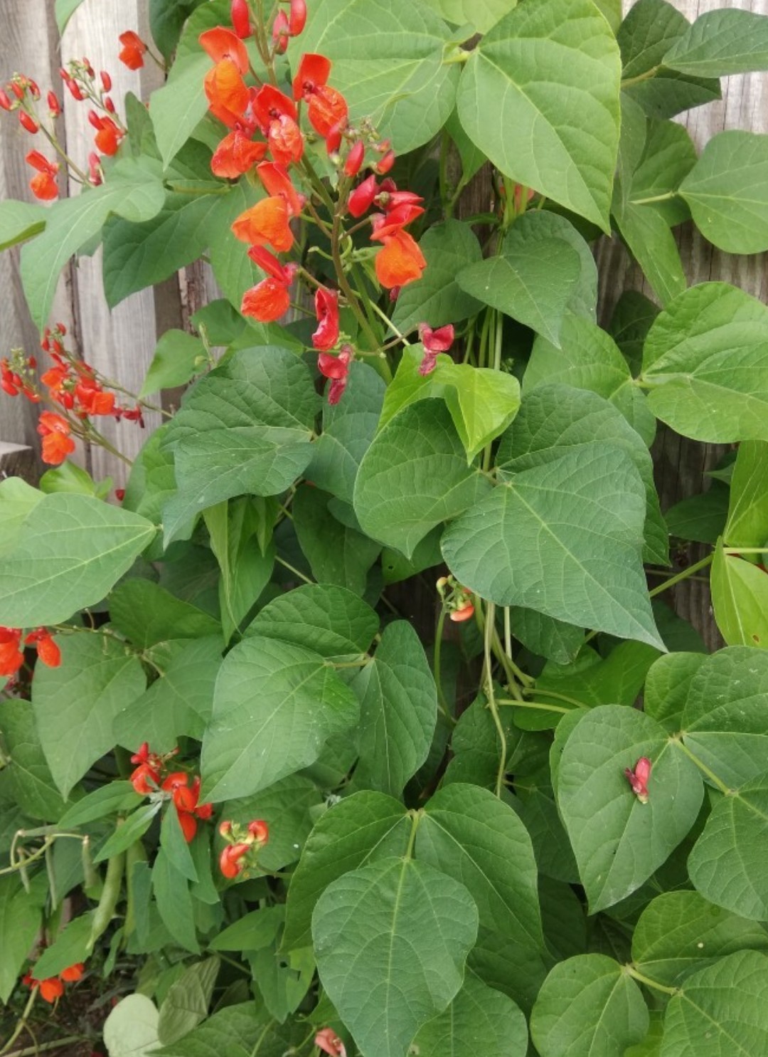 How To Grow Scarlet Runner Bean Phaseolus Coccineus