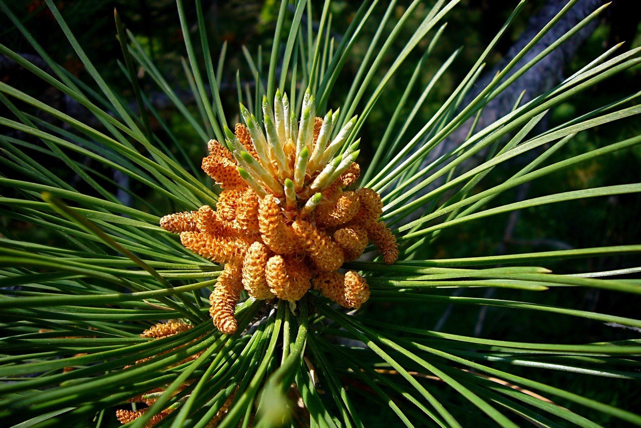 Pin Noir D Autriche Pinus Nigra Subsp Nigra Picturethis