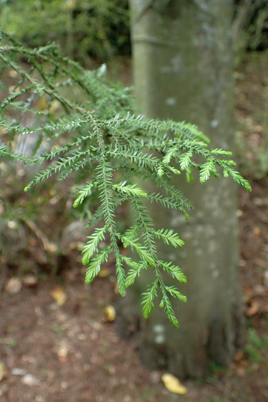 Dacrycarpus Dacrydioides Picturethis