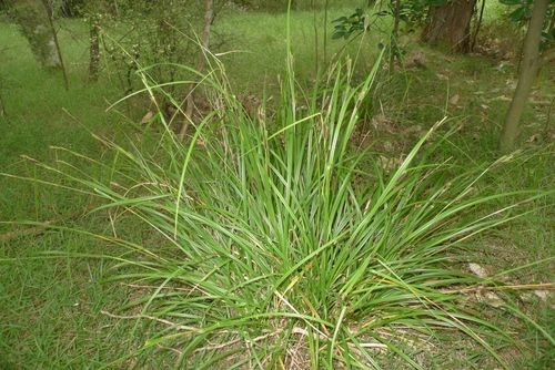 Carex Lambertiana Flower Leaf Care Uses Picturethis