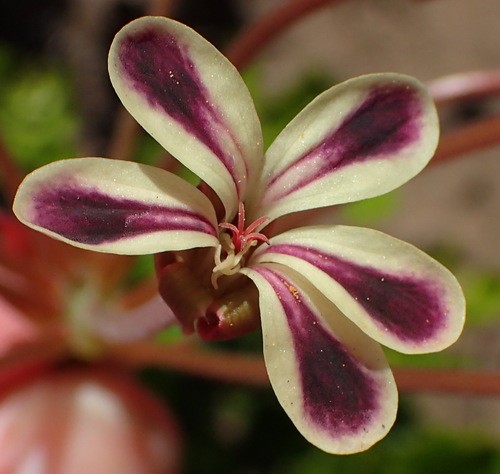 Pelargonium Lobatum Flower Leaf Care Uses Picturethis