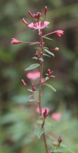 Lopezia Racemosa Picturethis