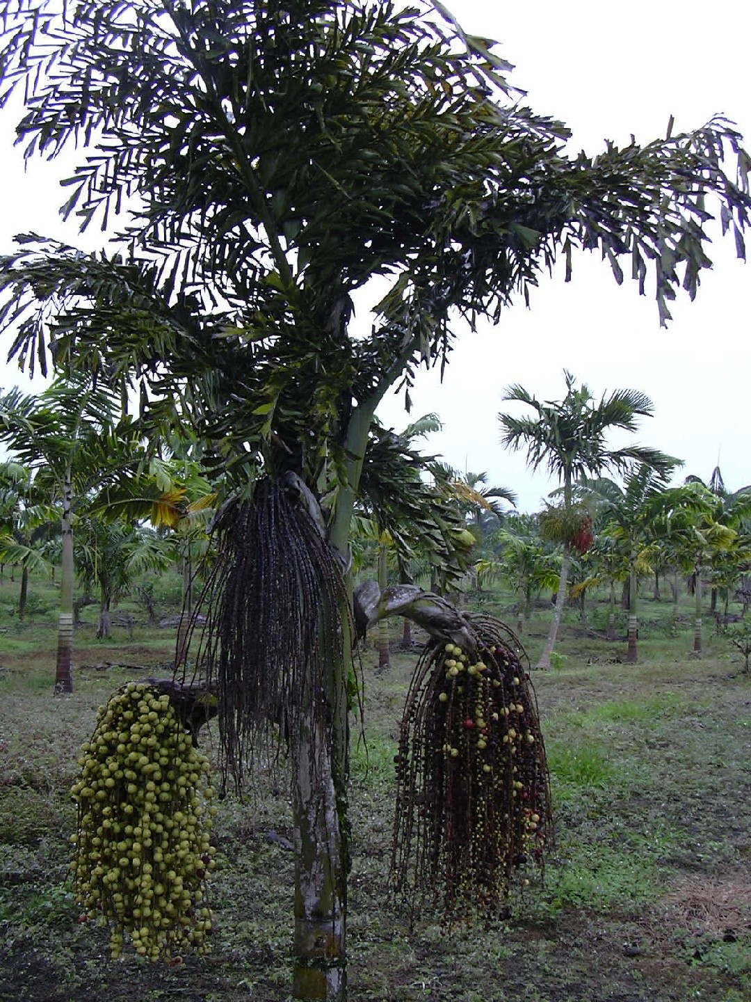 Caryota Urens PictureThis