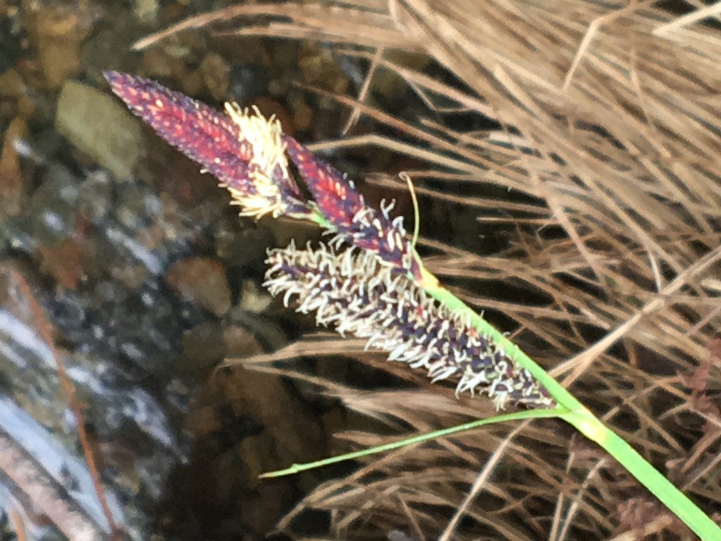 Naked Sedge Carex Nudata Flower Leaf Care Uses Picturethis