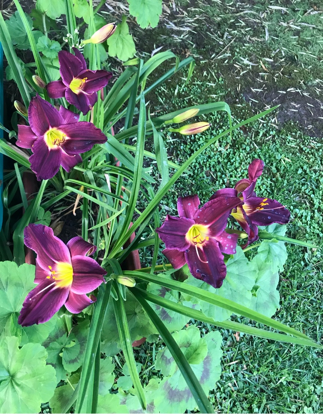 How To Propagate Daylilies Barbary Corsair