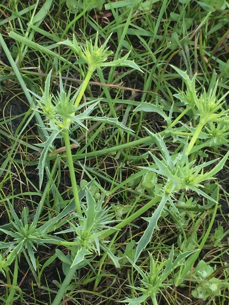 Eryngium Vaseyi Picturethis