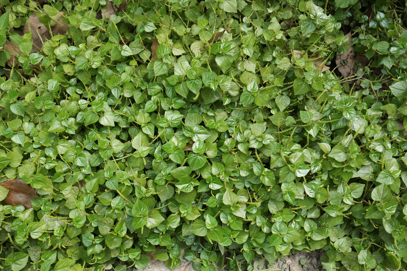 Erva De Jabuti Peperomia Pellucida PictureThis