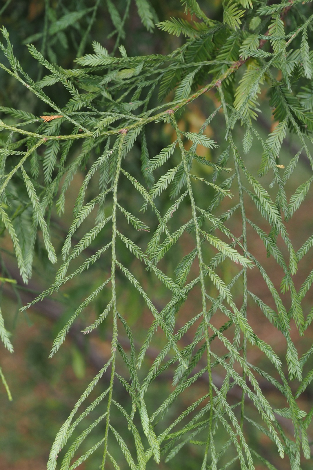 Dacrycarpus Imbricatus Picturethis