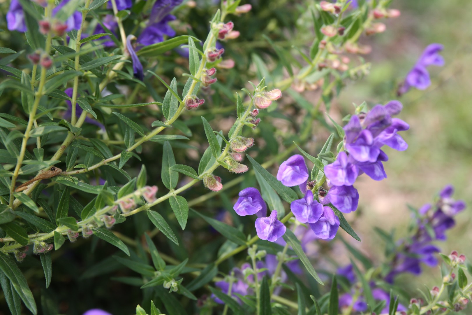 Baikal Skullcap Scutellaria Baicalensis Flower Leaf Care Uses