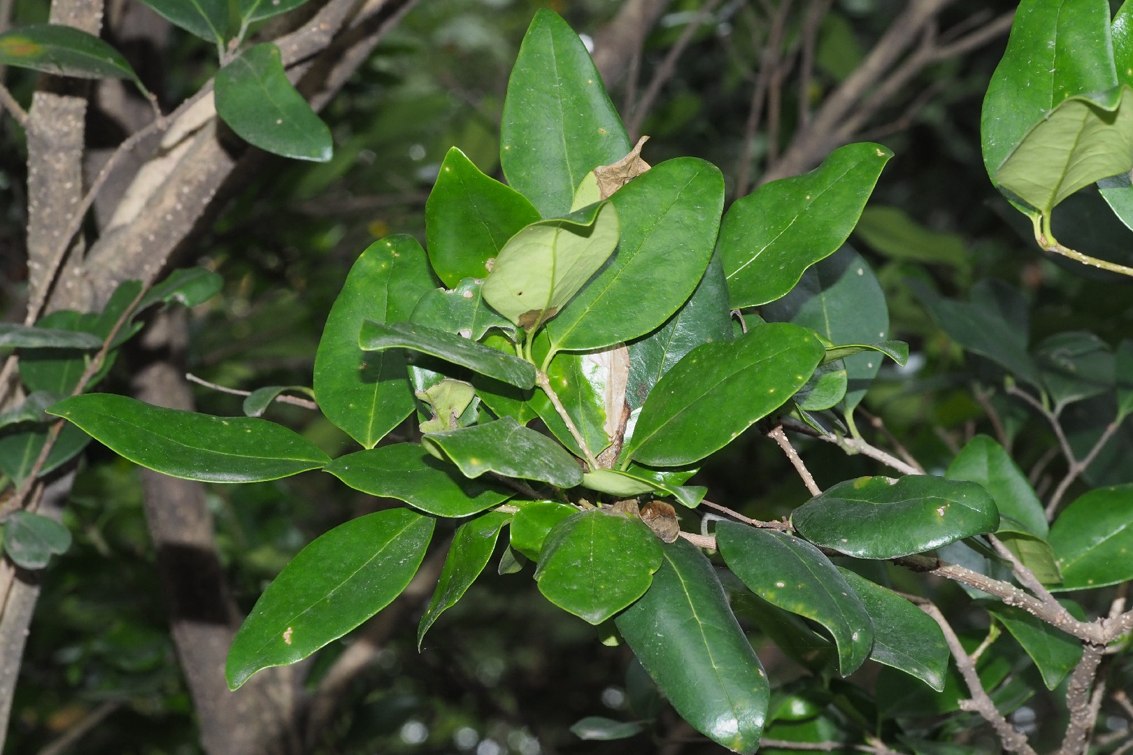 Japanischer Liguster Ligustrum Japonicum Picturethis