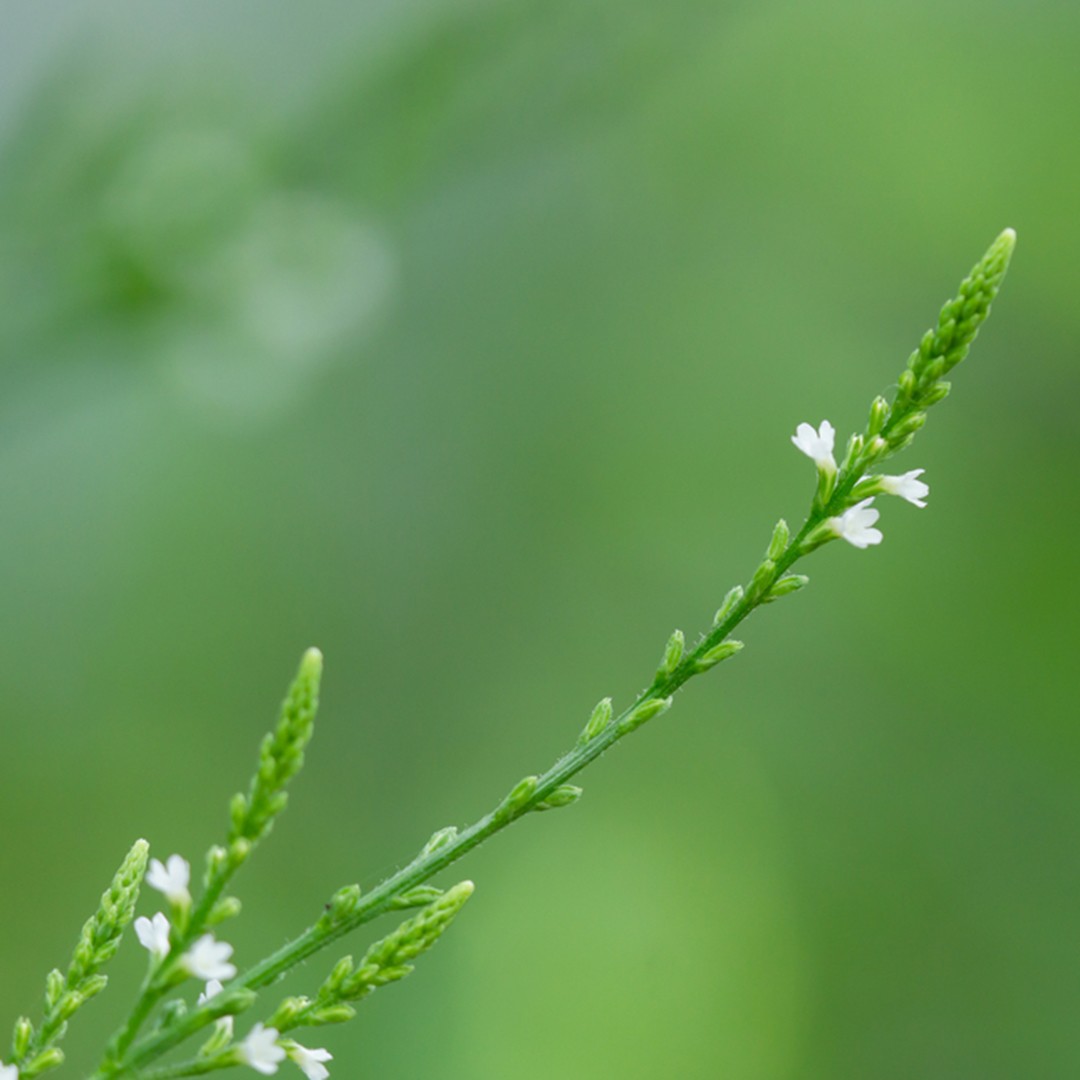 White Vervain Verbena Urticifolia Flower Leaf Uses Picturethis