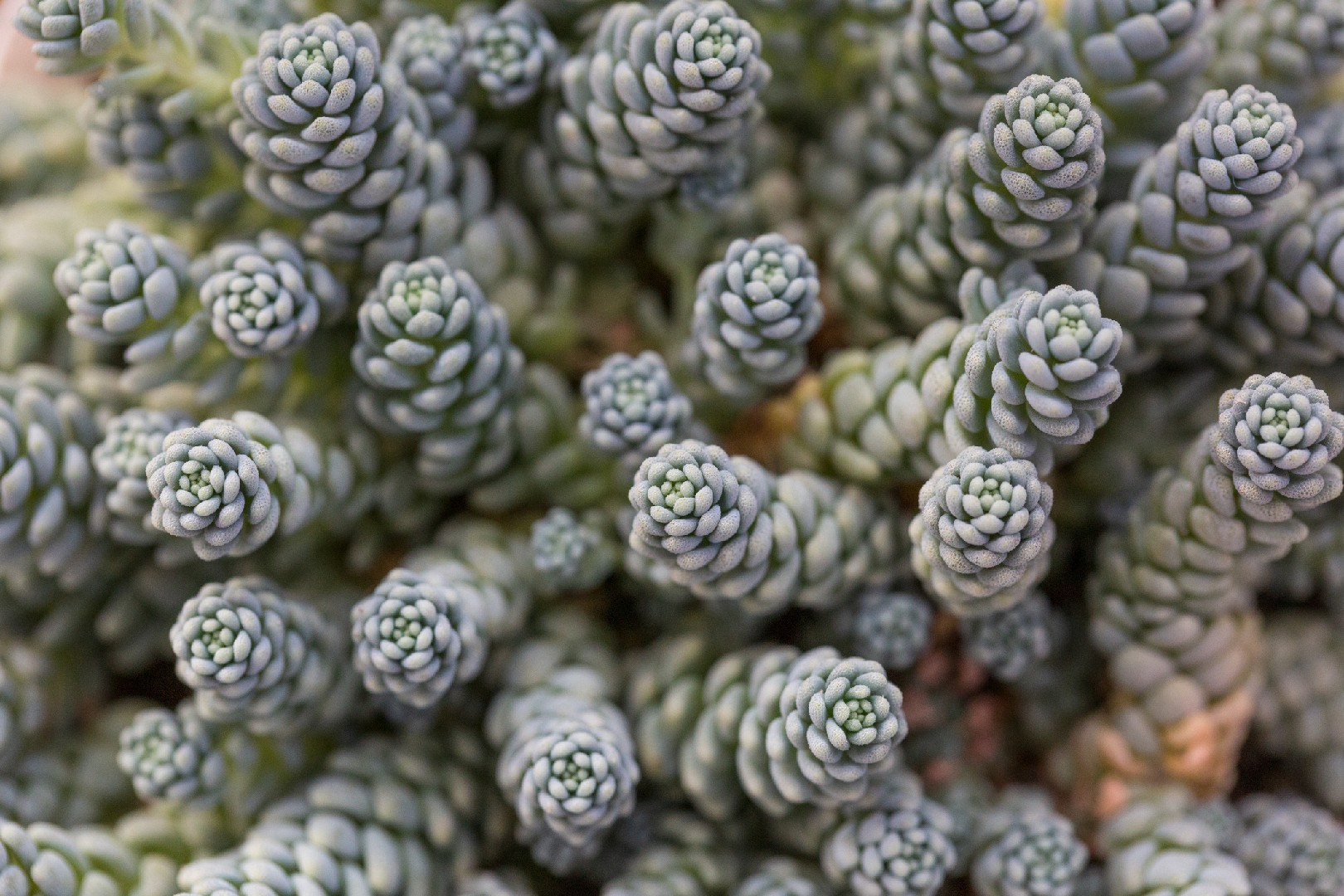 Sedum Dasyphyllum Major Picturethis