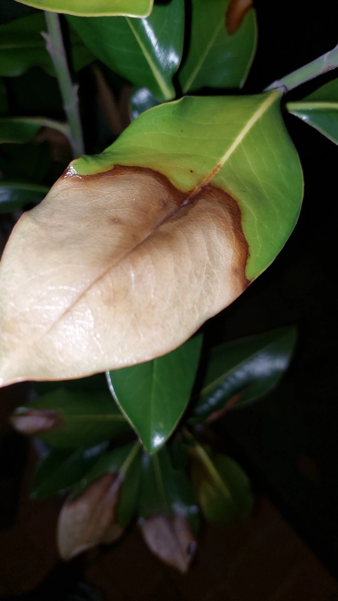 How To Treat Brown Blotch Disease On Southern Magnolia