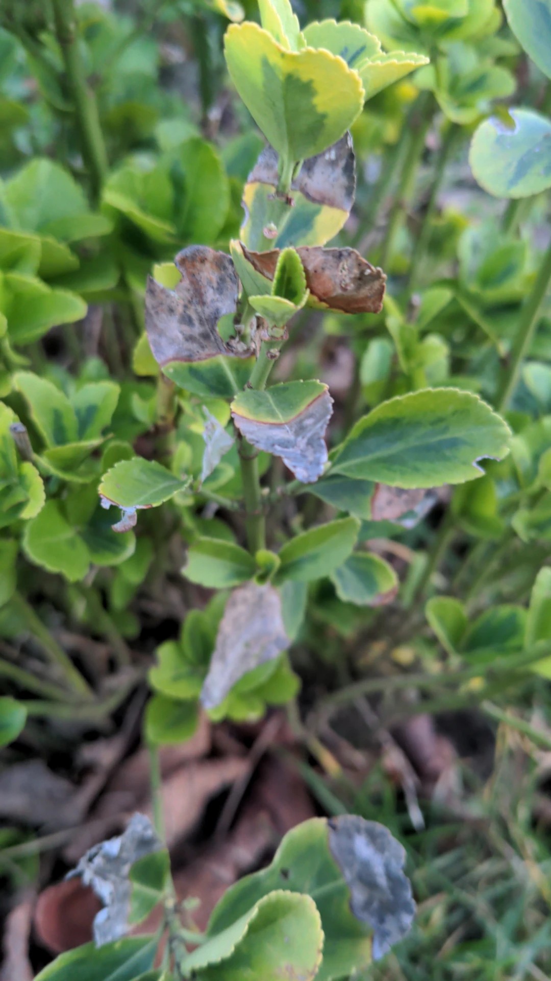 How To Treat Brown Blotch Disease On Evergreen Spindle