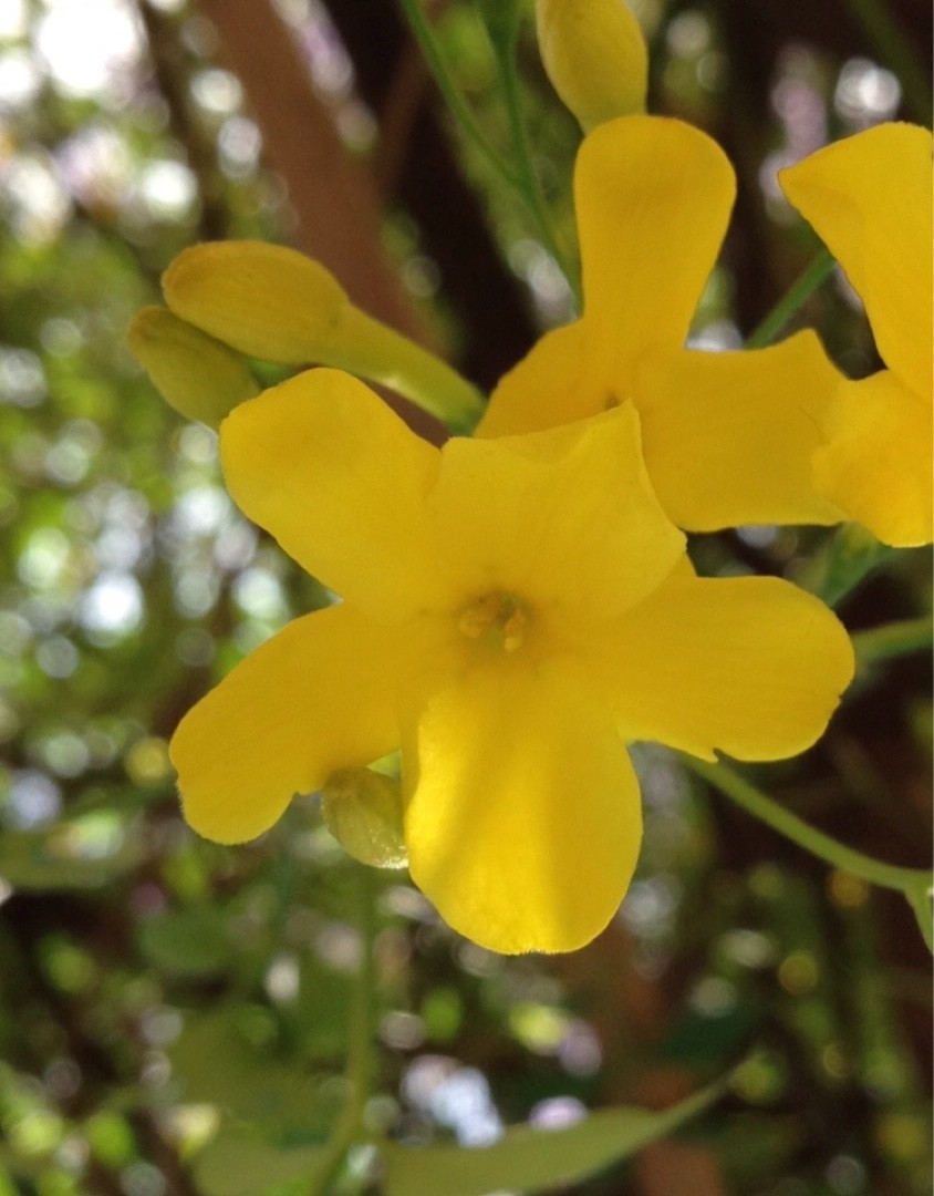 Tibet Primel Primula Florindae Picturethis