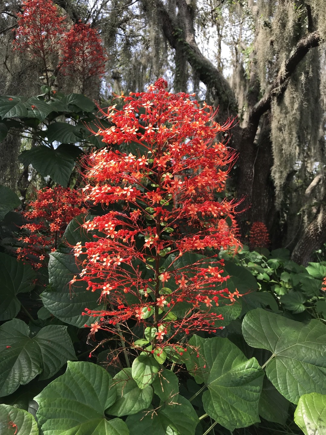 Clerodendrum Paniculatum Picturethis