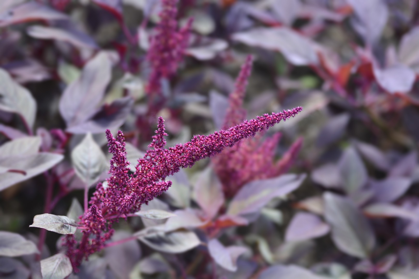 Amaranthus Cruentus Velvet Curtains Amaranthus Cruentus Velvet