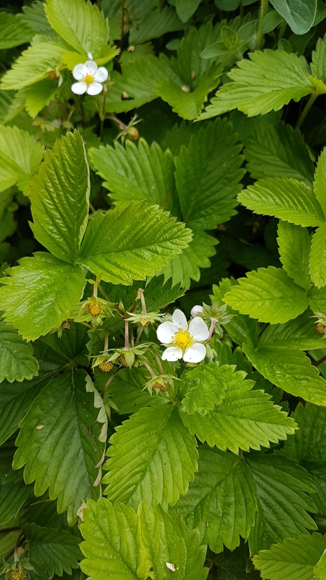 Fragaria Vesca Mara Des Bois Fragaria Vesca Mara Des Bois