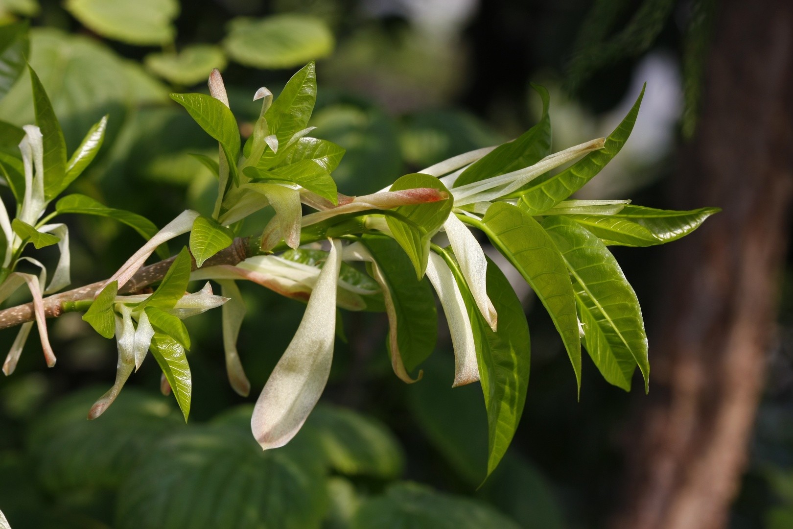 Ficus Virens Ficus Virens PictureThis