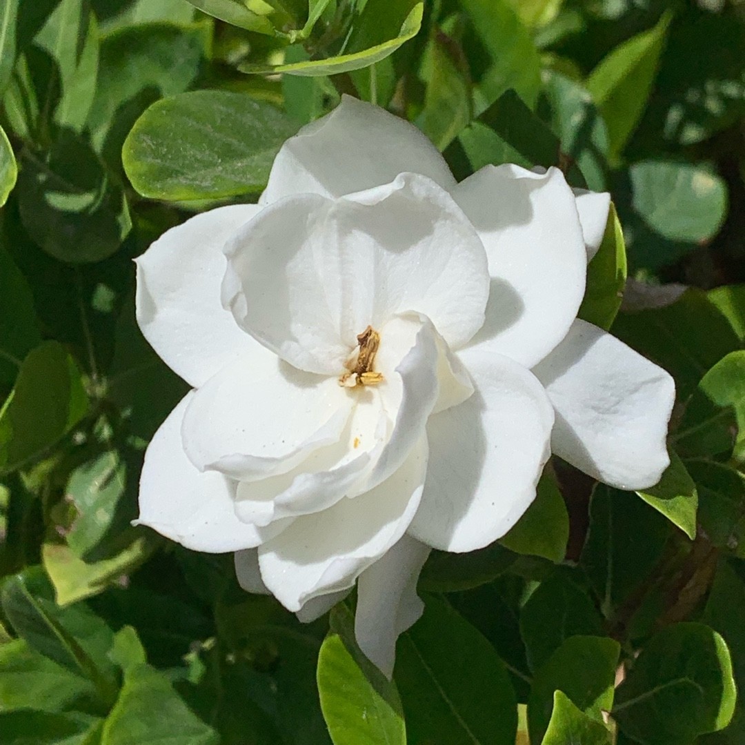 Gardenia Jasminoides Jubilation Gardenia Jasminoides Jubilation