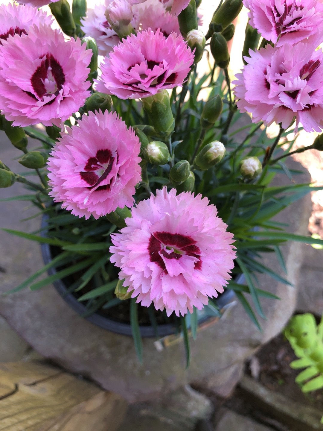 Dianthus Fizzy Dianthus Fizzy Picturethis