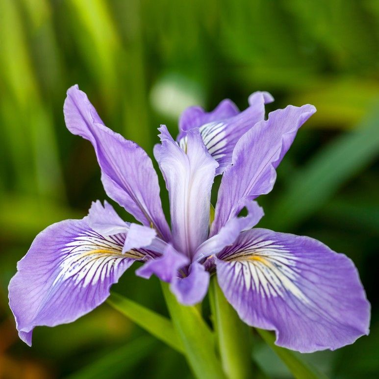 are iris plants poisonous to cats and dogs