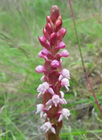 鳥足蘭屬 Satyrium 照顧 種植 繁殖 開花時間 Picturethis
