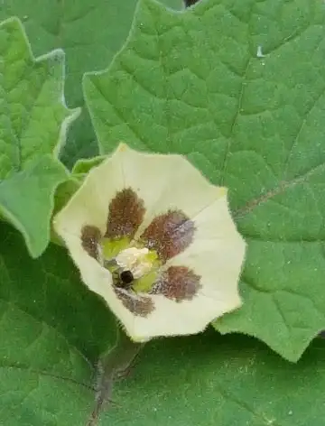 毛酸漿 Physalis Pubescens 照顧 種植 繁殖 開花時間 Picturethis