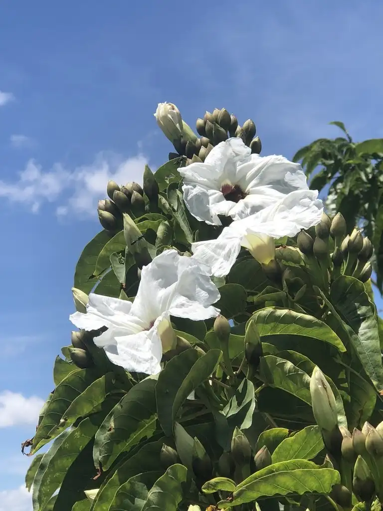 サツマイモ属 Ipomoea 花言葉 毒性 よくある質問 Picturethis サツマイモ属 Ipomoea 花言葉 毒性 よくある質問 Picturethis