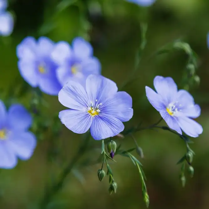 シュッコンアマ 宿根亜麻 Linum Perenne 花言葉 毒性 よくある質問 Picturethis