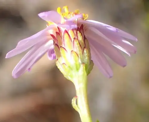 フェリシア属 Felicia 花言葉 毒性 よくある質問 Picturethis