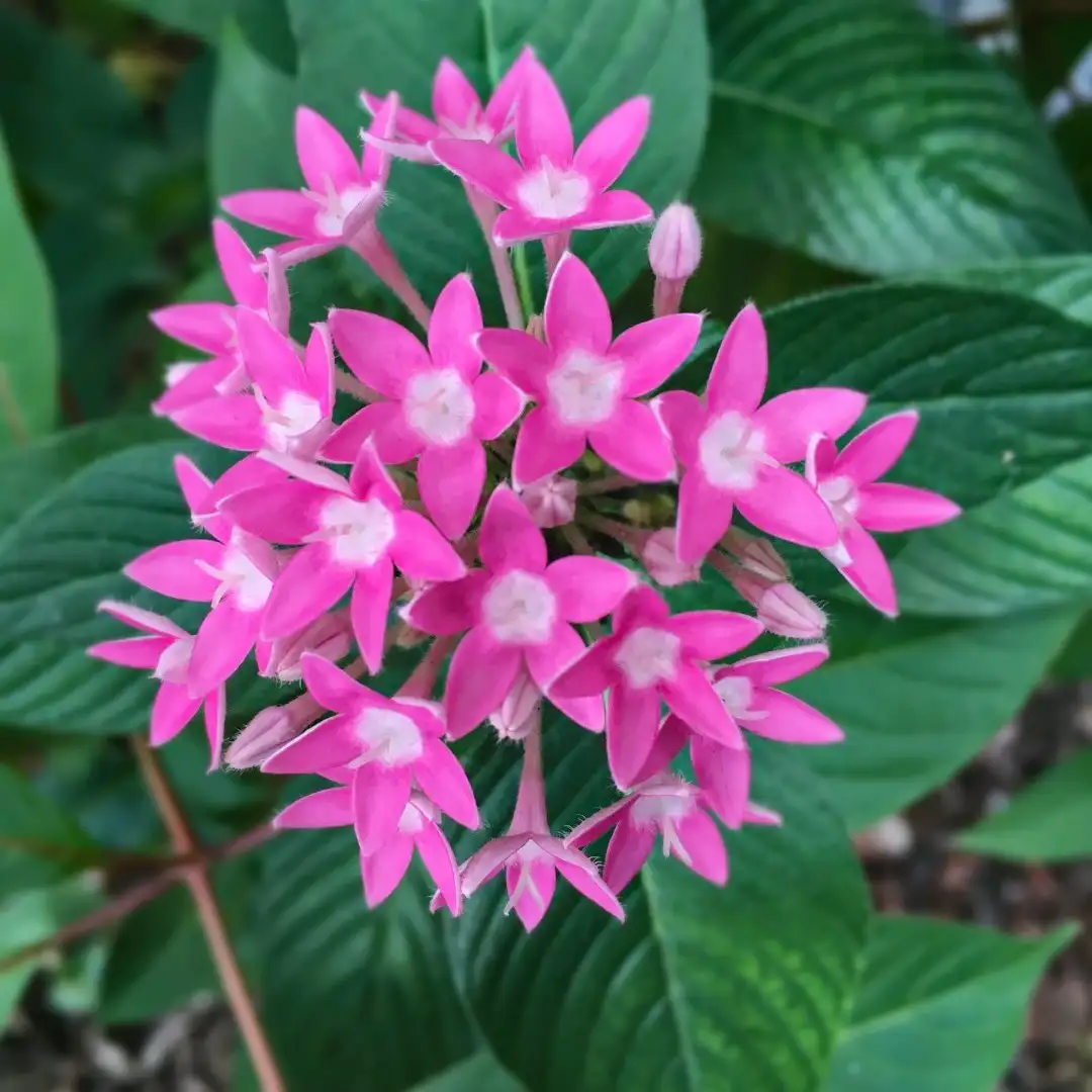 ペンタスゾク ペンタス属 Pentas 花言葉 毒性 よくある質問 Picturethis