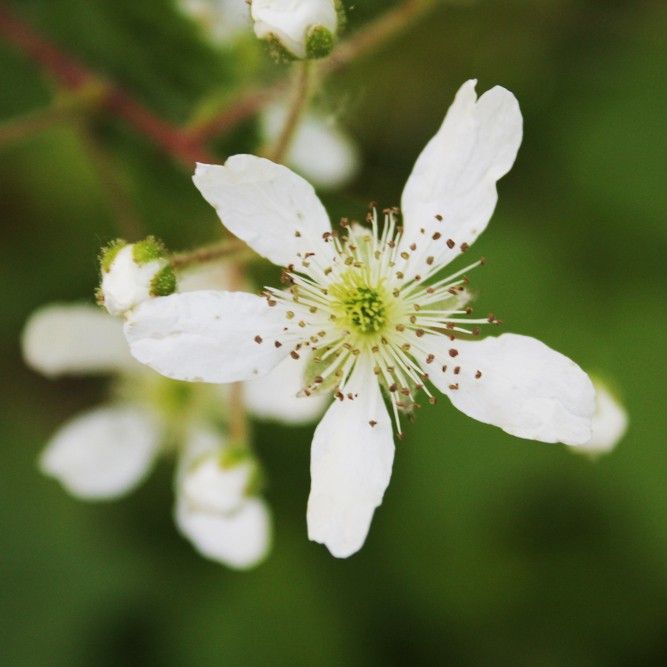 rubus hispidus