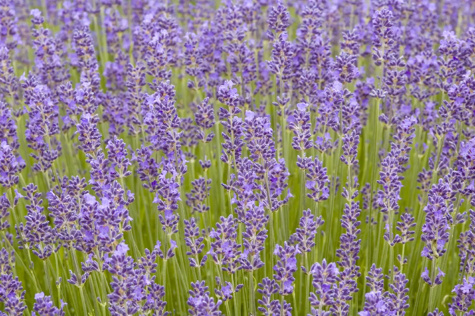 English Lavender Munstead Lavandula Angustifolia Munstead Flower Leaf Care Uses Picturethis