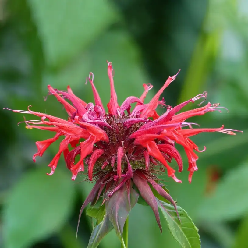 タイマツバナ 松明花 Monarda Didyma 花言葉 毒性 よくある質問 Picturethis