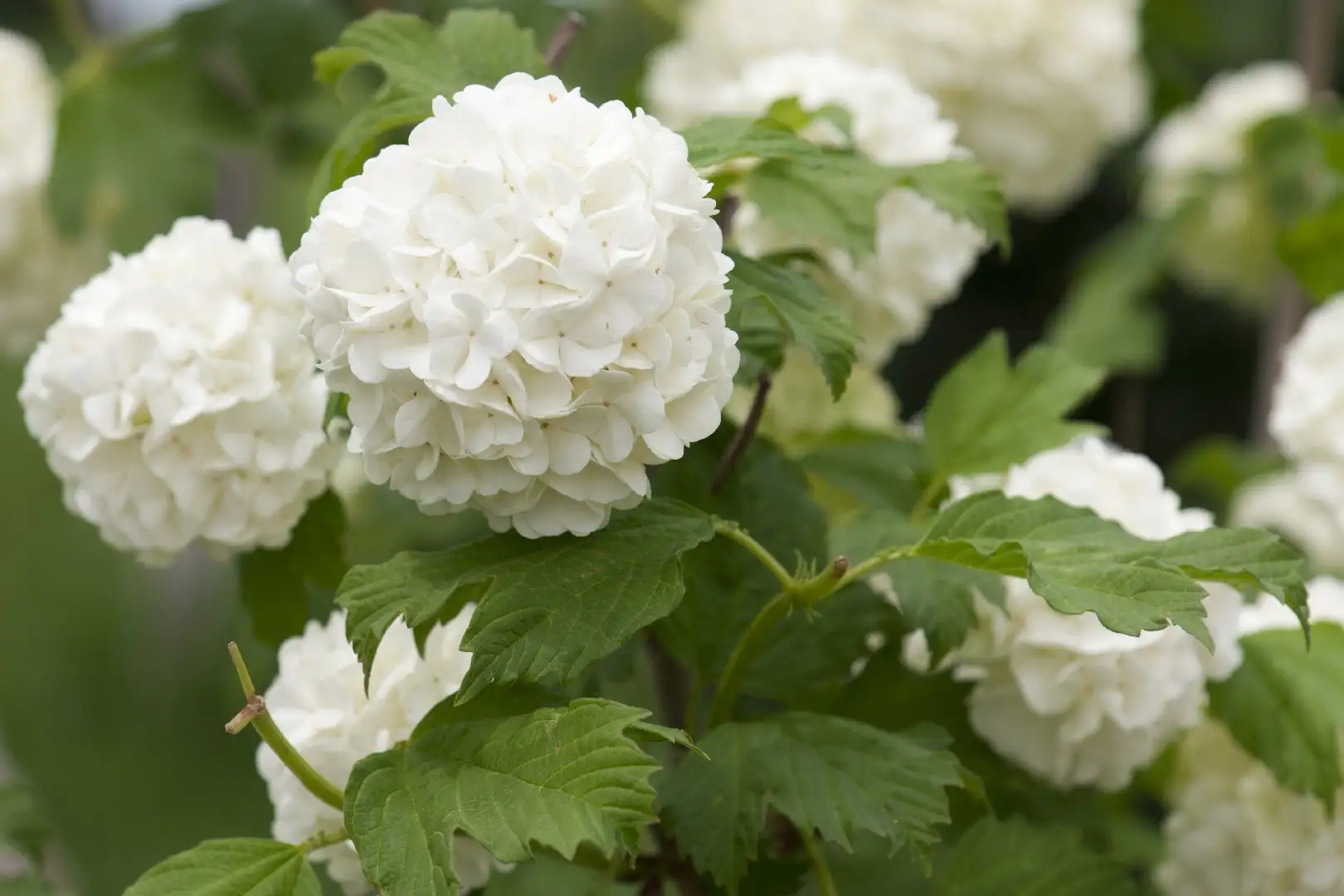 ハイドランジア マクロファイラ リトル ホワイト Hydrangea Macrophylla Little White 花言葉 毒性 よくある質問 Picturethis