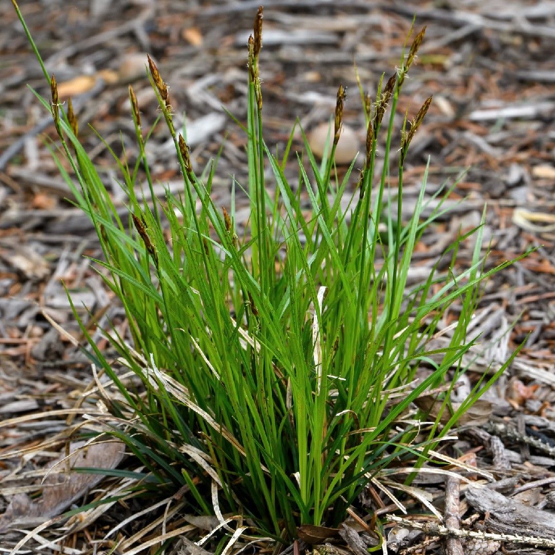 carex pensylvanica