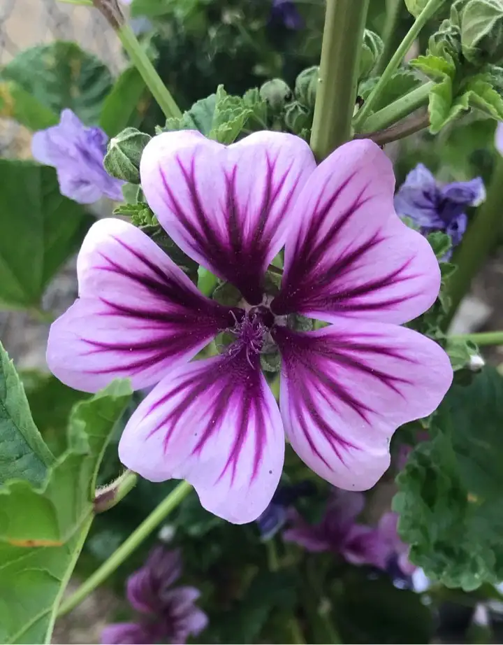 ゼニアオイ 銭葵 Malva Cathayensis 花言葉 毒性 よくある質問 Picturethis