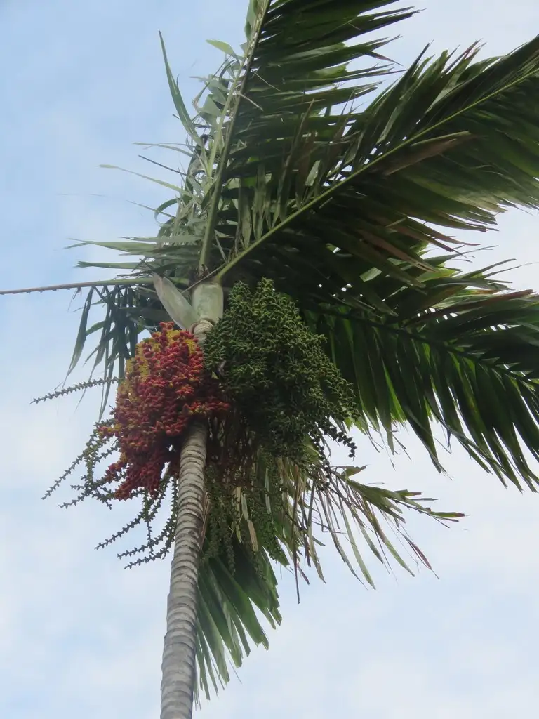 ヤシ科 Arecaceae 花言葉 毒性 よくある質問 Picturethis ヤシ科 Arecaceae 花言葉 毒性 よくある質問 Picturethis