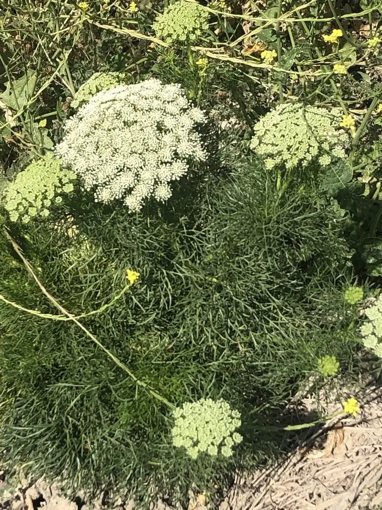 ニンジン属 Daucus 花言葉 毒性 よくある質問 Picturethis