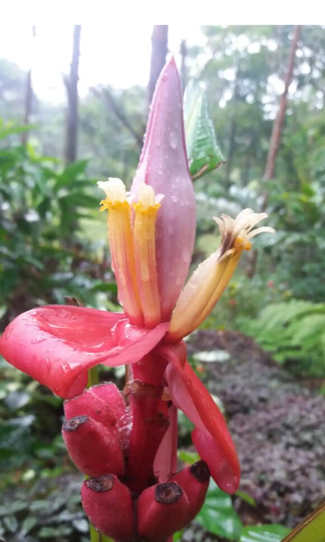 Musa velutina 、どのような条件で温度調節をやめればよいのでしょうか