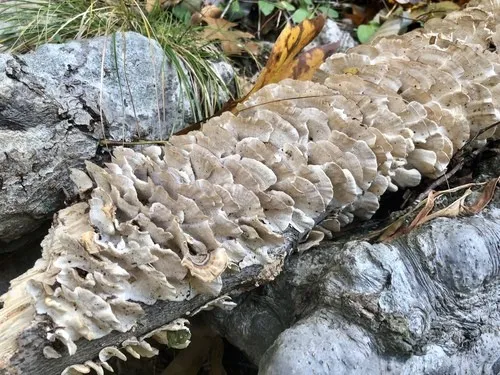 カワラタケ（瓦茸） (Trametes versicolor) - PictureThis