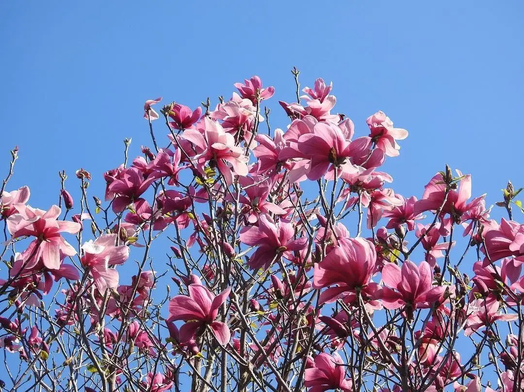 Magnolia sprengeri Cuidados (Plantando, Fertilizantes, Enfermedades) -  PictureThis