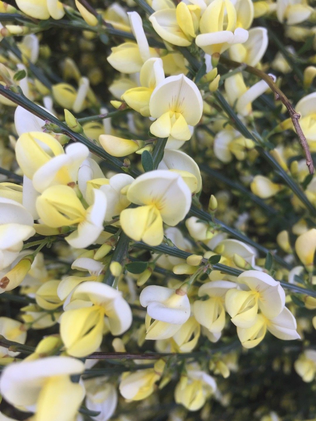 Image of Cytisus hirsutus (Hairy broom) free image