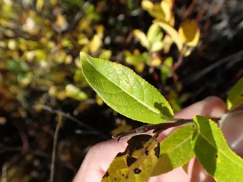Salix myrtillifolia