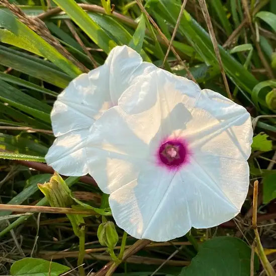 Ipomoea Pandurata 花言葉 毒性 よくある質問 Picturethis