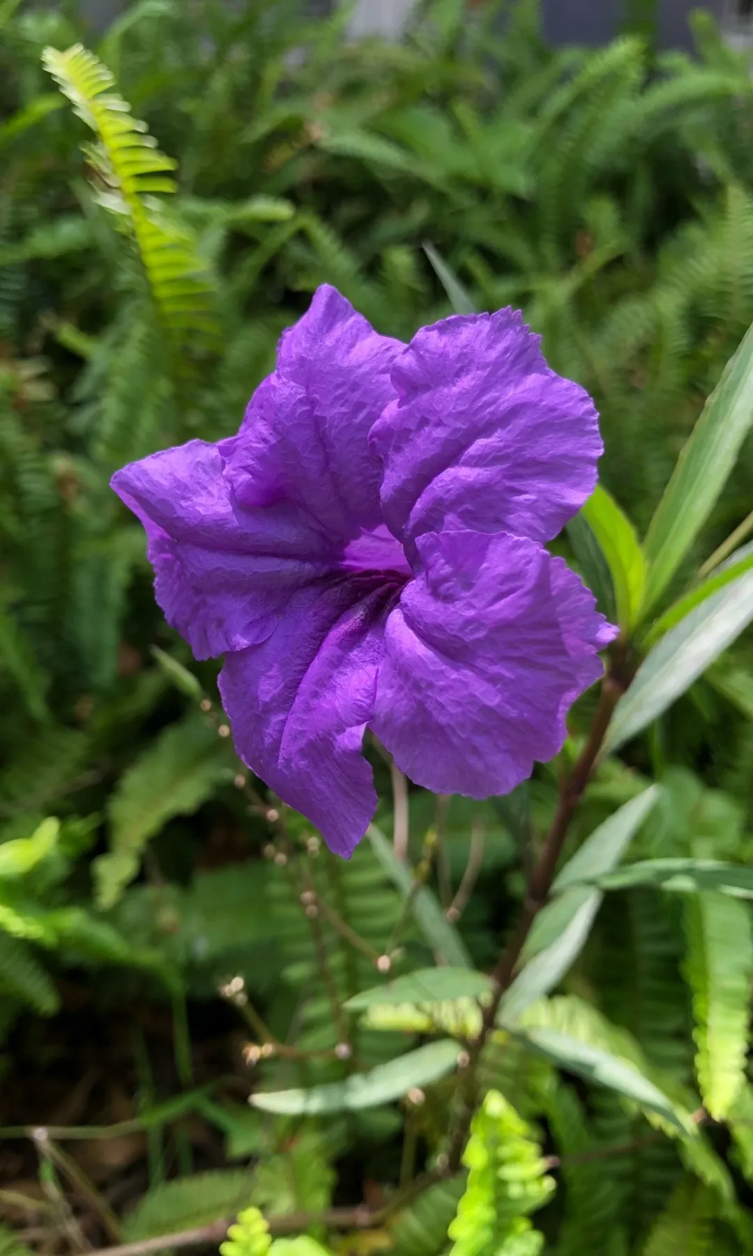 ヤナギバルイラソウ（柳葉ルイラ草）の判定方法 (Ruellia simplex)